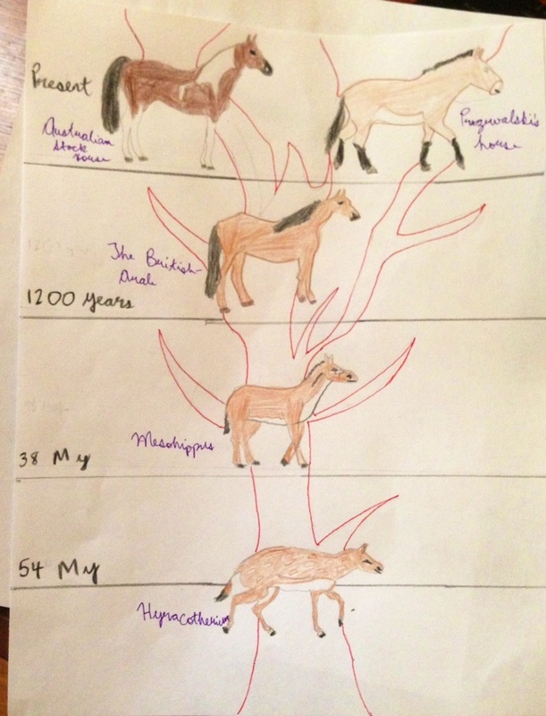 phylogeny of horse biology discussion